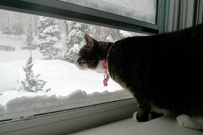 cat by window